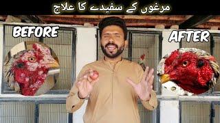 Aseel Murga k Safede Ka Ilaj | Aseel Rooster Face Treatment | مرغوں کے سفیدے کا علاج