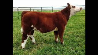 Lot 1- 591 Steer