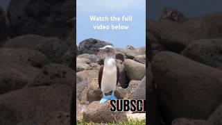 The Blue Footed Booby