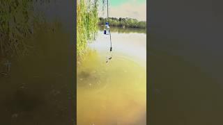 Hook fishing vlog today #shorts#trending #fish