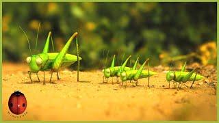 The Grasshopper Who Didn't Know How To Leap | Minuscule  15' Compilation