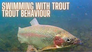 Understanding Rainbow Trout Underwater Behavior for Stillwater Fly Fishing