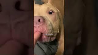 Pitbulls are simply the BEST  #shorts #cutedogs #funnydogs #pitbull #doggo #dogsoftiktok