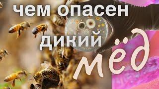 Почему опасен дикий мёд?