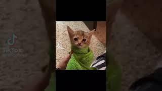 Cat in green towel meme