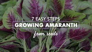 Easy steps l Growing Amaranth from seeds