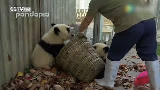 Giant pandas and the poorest panda keeper part 3