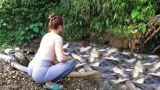 Unique Fishing - Using pumps, pumping water outside the natural lake, Harvesting a lot of big fish