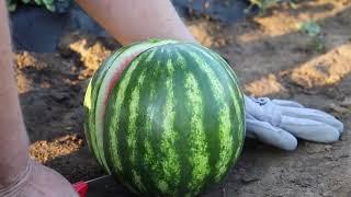 Nunhems Delivers Superior Watermelon Varieties