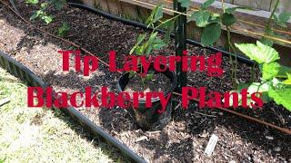 How to Tip Layer Blackberry Plants