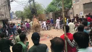 Dangerous camel qurbani 2022 Shahdara Lahore