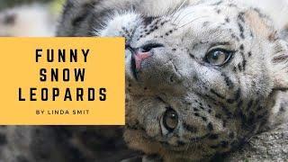 Life at the zoo | Funny snow leopard moments