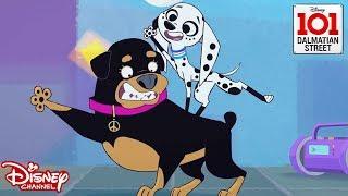 Disco Pups | 101 Dalmatian Street | Disney Channel Africa