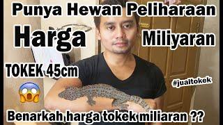 Punya Hewan Peliharaan Tokek Panjang 45 cm Harganya Miliaran | Benarkah Tokek Miliaran? #JualTokek