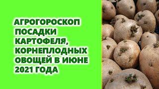 Агрогороскоп посадки картофеля и всех корнеплодных овощей в июне 2021 года.