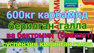 Селитра , Карбамид (мочавина) минерал угитлари кучлими ёки Бактомин (биоазот)биопрепарати?906206008