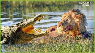 35 Terrifying Alligator Encounters You Won't Want To Watch Alone | Crocodile Attacks