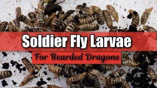 Easy to Keep Feeder Insect for Bearded Dragons