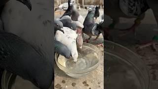 Fresh water, happy pigeons. Simple joys of life #kalapati #pigeonrace #homingpigeon #racingpigeon