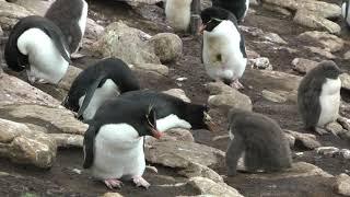 Rockhopper Penguins and Snowy Sheathbills, Saunders Island