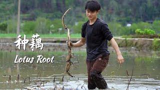 Plant Lotus Root |slow lifestyle in China