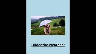 Dog Under the Weather | AI Breaking News #shorts