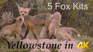 5 Fox Kits  | Yellowstone in 4K | Inspire Wild Media