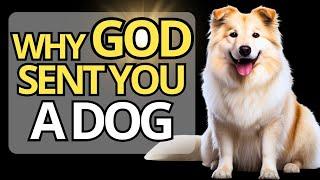  Why Did GOD Put A DOG In Your LIFE? FIND OUT HERE 