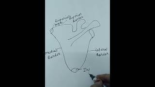 SCAPULA DIAGRAM... UPPER LIMB ANATOMY....how to draw a easy diagram of scapula...upper limb bones...