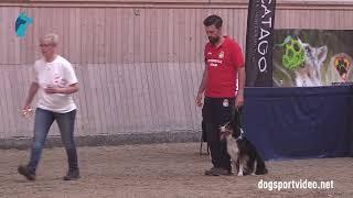 Qualification - Javier Martinez Torres + Mind The Dog Guilty Summer/Border Collie - Spain