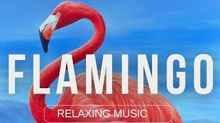 Pink Flamingos with relaxing Music #relaxingmusic #flamingo