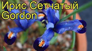 Ирис сетчатый Гордорн. Краткий обзор, описание характеристик iris reticulata Gordon