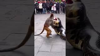 The monkey fought with the python, but everyone around just stood and watched. (Part 2)