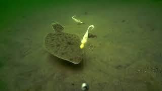 Underwater Flounder/Fluke Fishing Behavior!