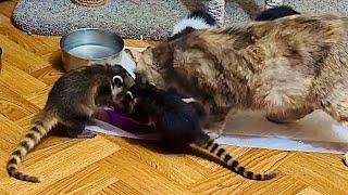 Мама кошка МонаЛиза учит своих детей-носушат кушать мясо)