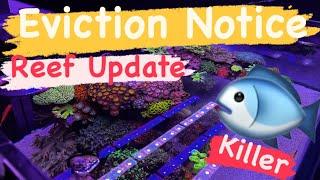 Evicted The Murderous Fish  - REEF UPDATE | Ep.40