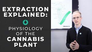 Extraction Explained: Understanding the Physiology of the Cannabis Plant