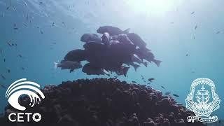 Live Underwater #2 @ Ningaloo Reef, Western Australia