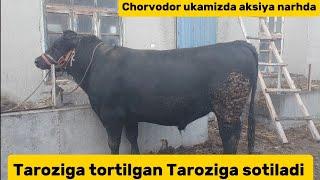 Chorvodor ukamizni Angus buqasi sotiladi