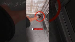 NEVER Kill A Cockroach 