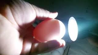 овоскопирование гусиного яйца! ответы по инкубации!