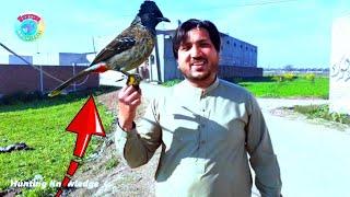 How To Capture Bulbul Bird