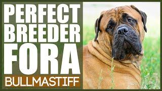 How To Find The PERFECT BREEDER For A BULLMASTIFF