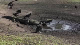 HUGE alligator walks down to drying pond for fishing during dry season