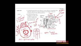 First Aid for the USMLE Step 1, IMMUNOLOGY + 20 = Structure and function of the spleen