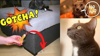 Under Furniture PET Toy Blocker - [Recycle DIY]