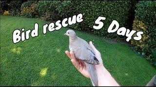 First Bird Rescue "How to take care of an injured bird"