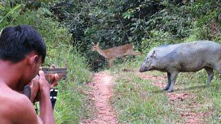 Full video: 3 day struggle of hunting wild boar, luring deer, hunting monitor lizards and wild birds