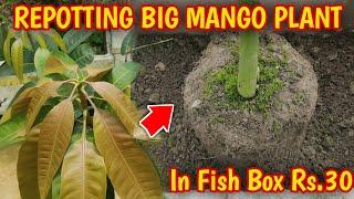 How To Repotting Big Mango Tree In Thermocol Fish Box (IN HINDI) How To Grow Mango Tree