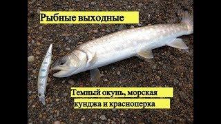 Рыбные выходные. Темный окунь, морская кунджа и красноперка